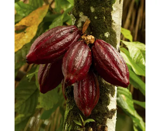 حبوب الكاكاو العضوية من ناتوريا 300 جرام