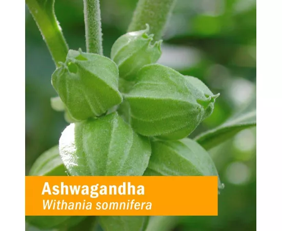  الأشواجاندا جليسيريت من هيرب فارم 2 أوقية