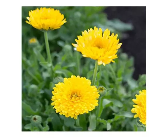 زيت البكورية من هيرب فارم  1 أوقية